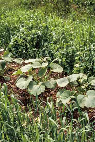 These oats, at full height, are about to be flattened before the squash sprawls.